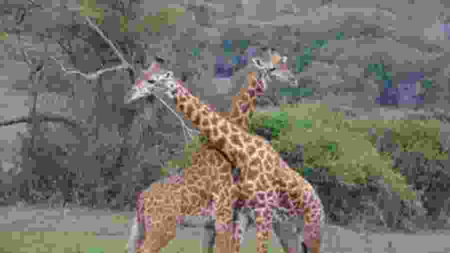 Giraffes in the National Park