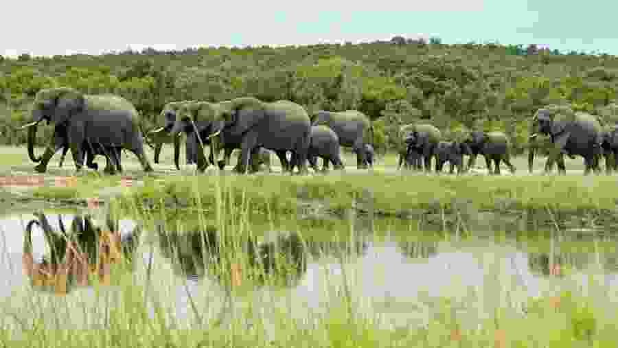 Uganda African Elephant