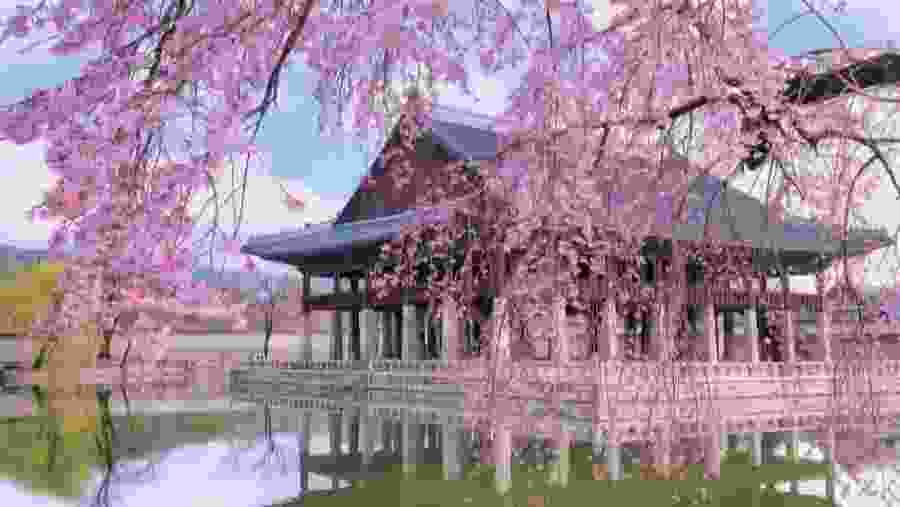 Prunus pendula
