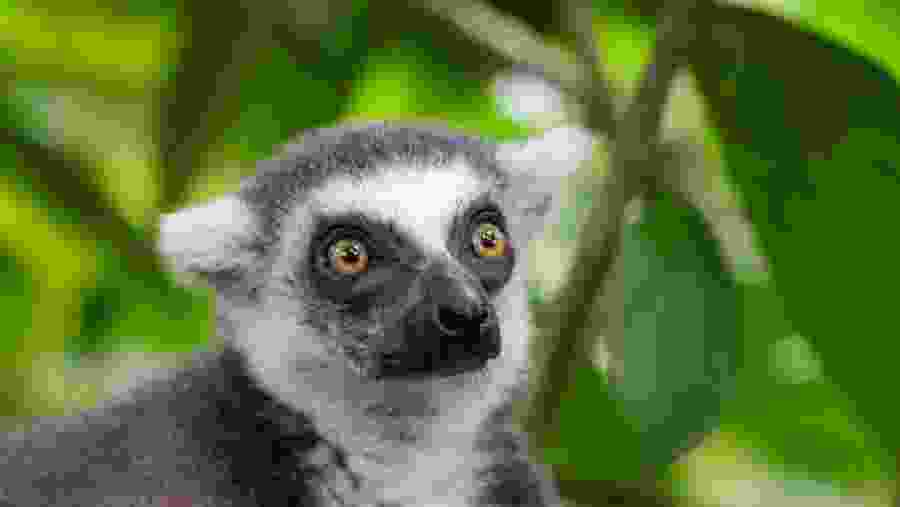 Ring-Tailed Lemur