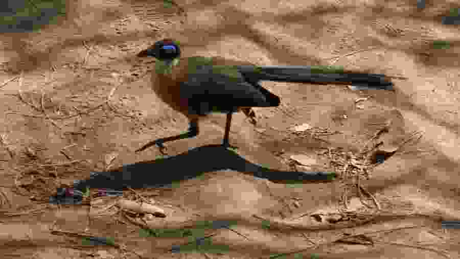 Immerse in a bird watching experience at Kirindy Forest Park