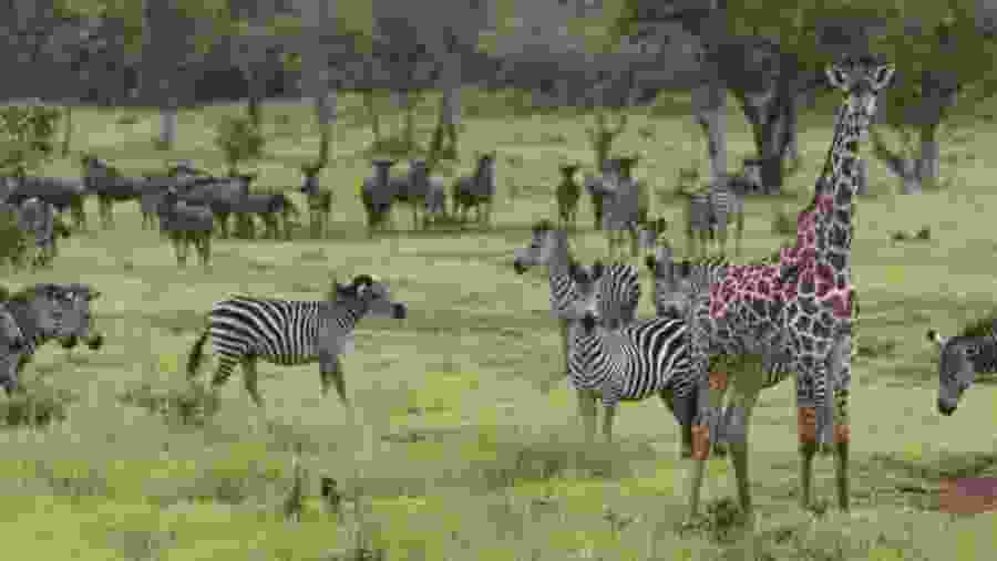 Wildlife at Selous Game Reserve