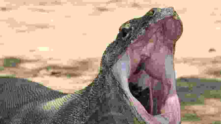 Komodo Dragon