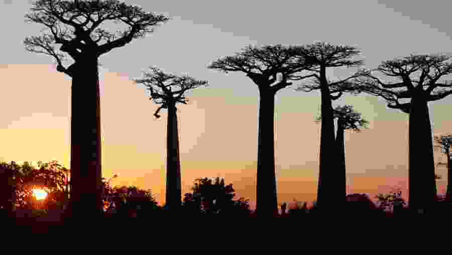Avenue Of The Baobabs Sunset