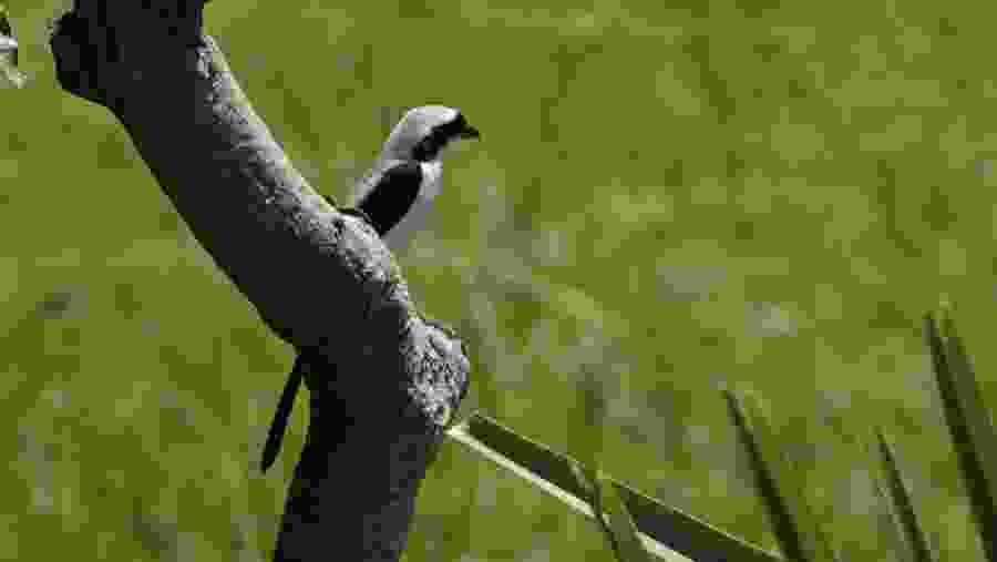 Murchison Falls National Park