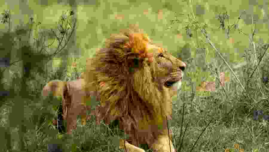 REFINED SAFARI & COASTAL BLISS