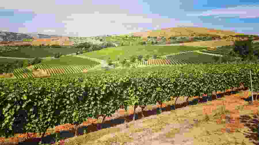 Vineyard
