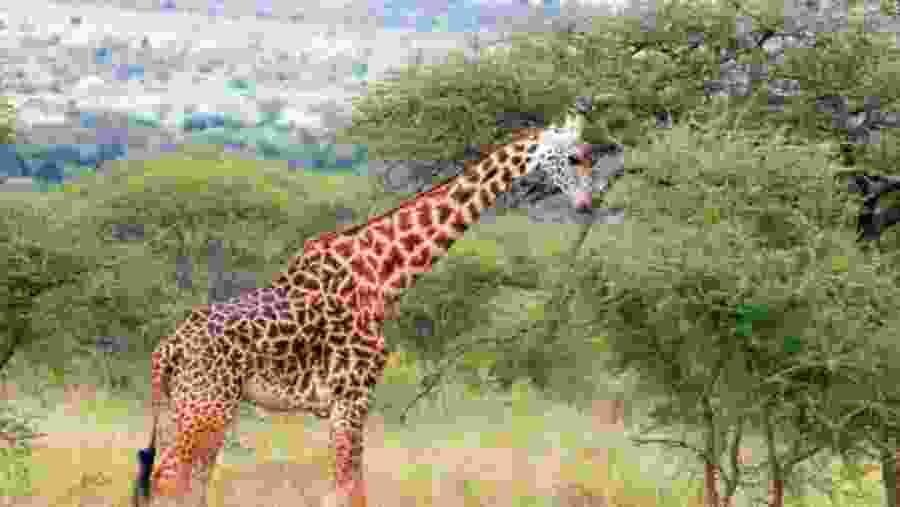 Giraffe in the Akagera National Park