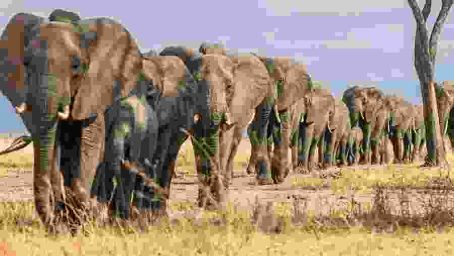 African Elephants