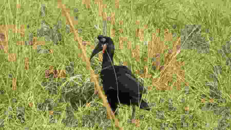 Bird watching in the Murchison Falls National Park