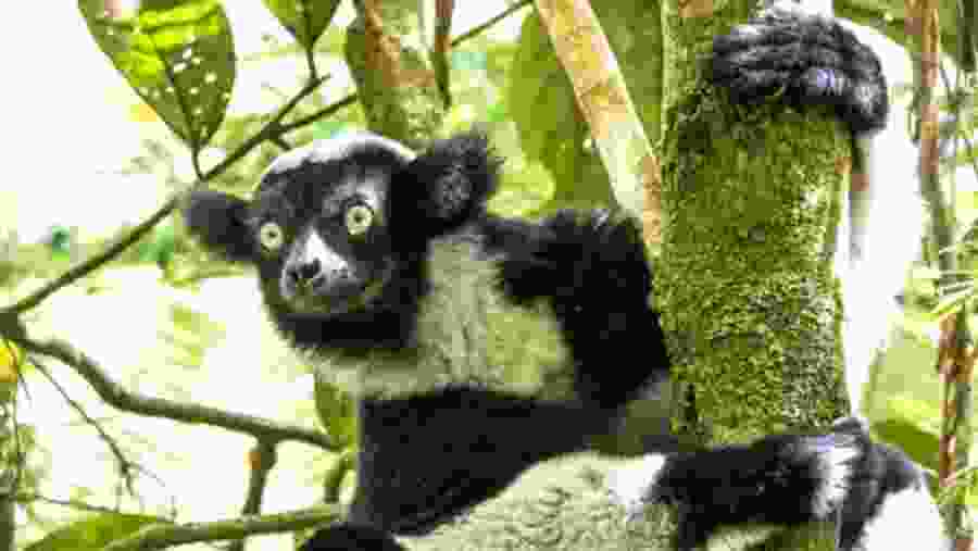 Indri Indri