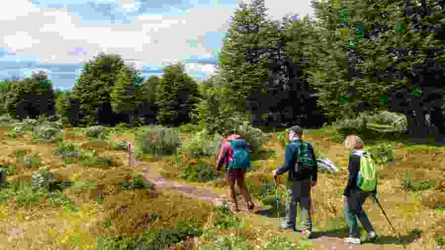 Travellers in the Patagonian Forest