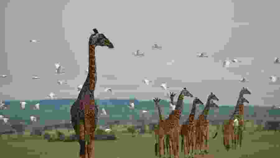 Witness towering giraffes