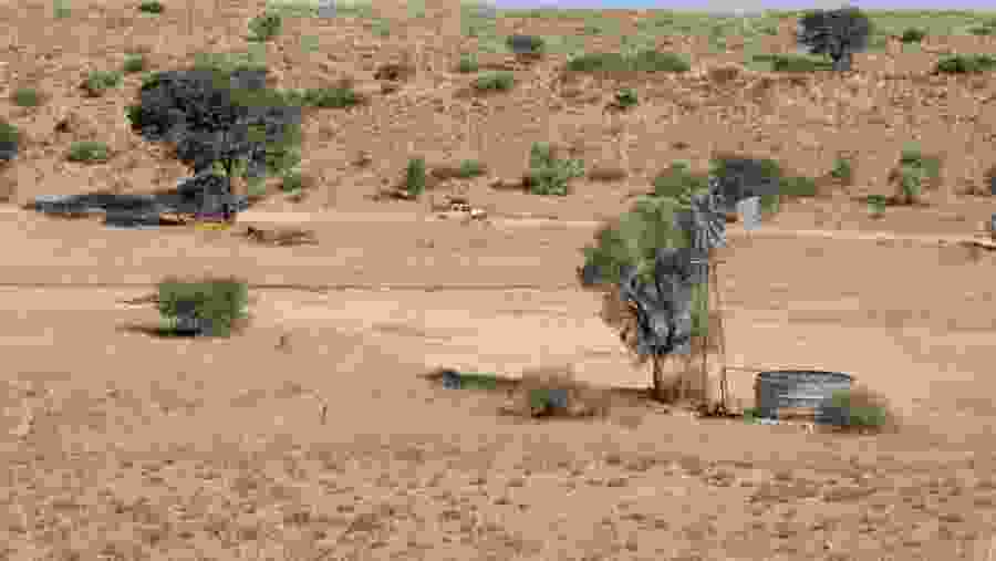Enjoy a safari through Kgalagadi Transfrontier Park