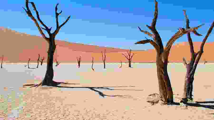 Dead Vlei