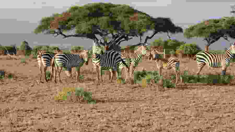 4-Day Tanzania Sharing Safari Serengeti, Tarangire & Ngorongoro Game Drive with AFRICA NATURAL TOURS LTD