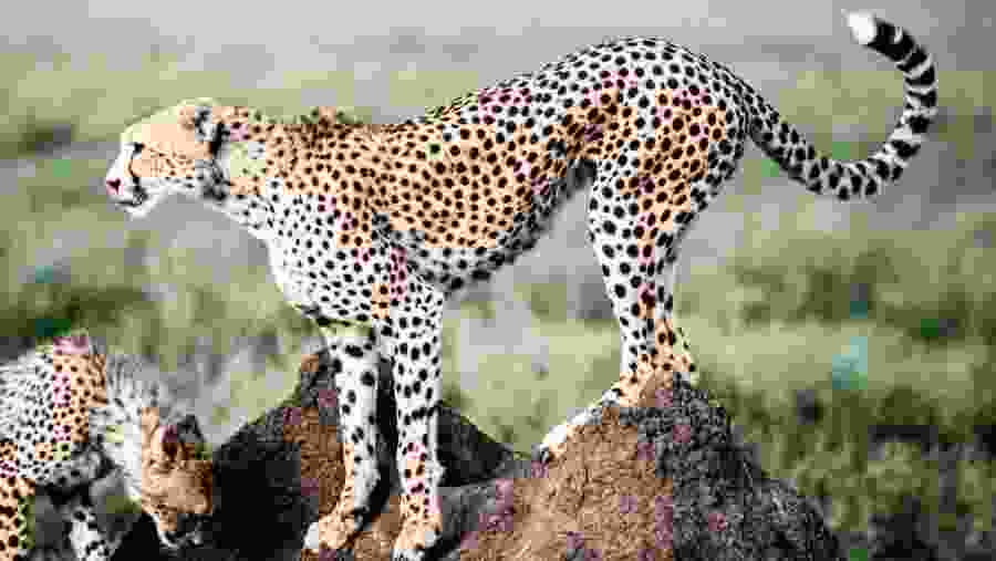 Cheetah at Serengeti National Park