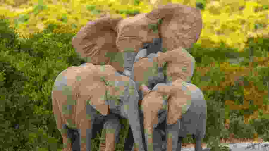 Elephants in Masai Mara