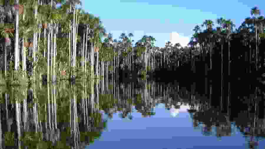 Tambopata National Reserve