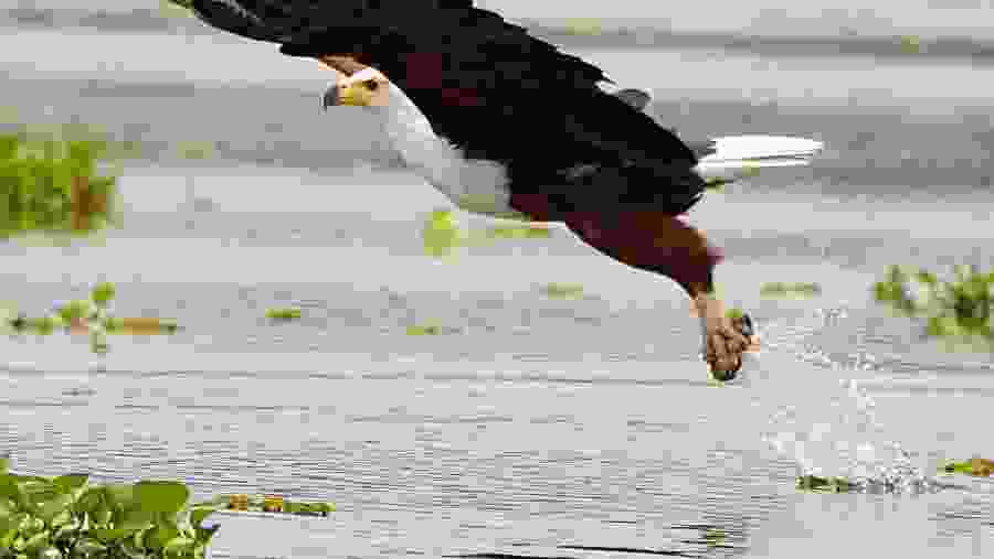 Migratory birds in Kenya's Lakes