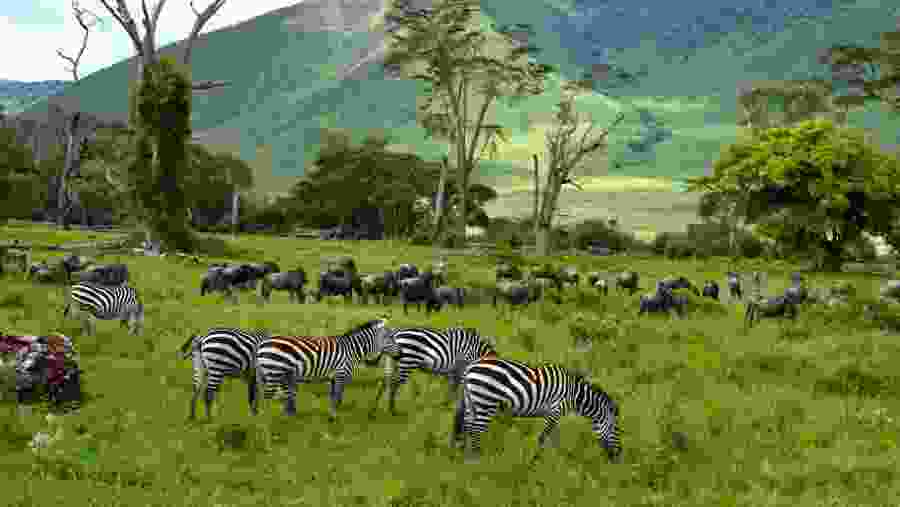 Grevy's Zebras