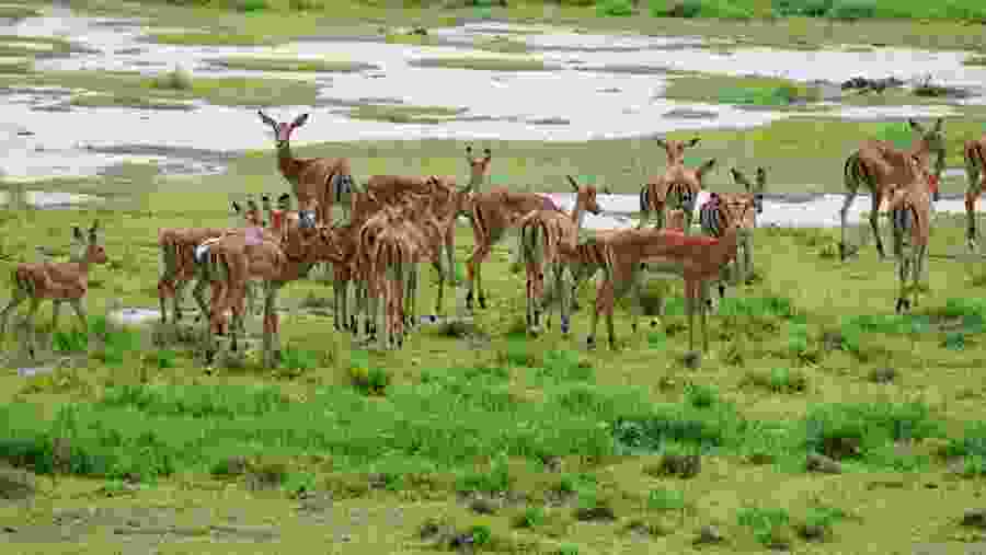 Anteloepe at Lake Manyara National Park