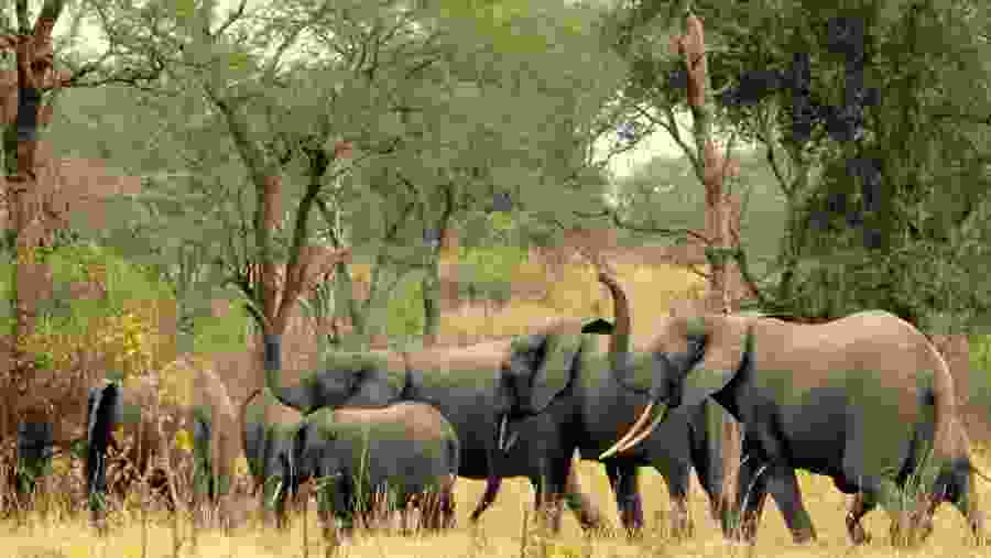 Elephant herd