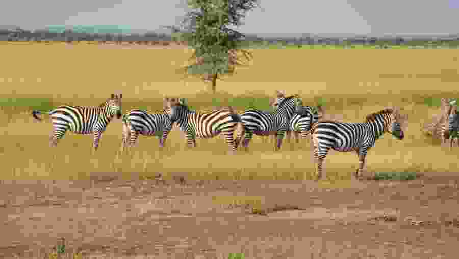 Zebras at Serengeti National Park