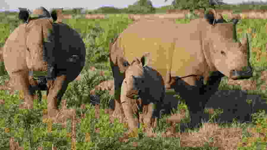 Rhinos