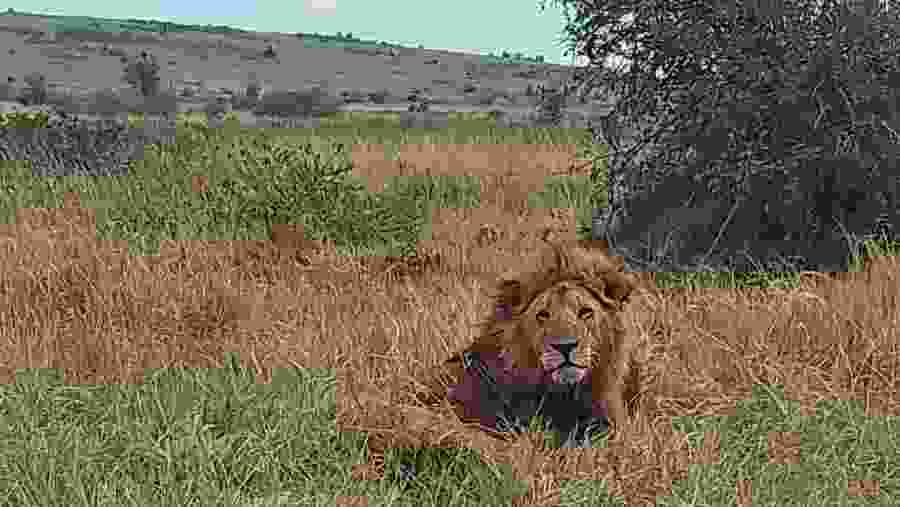 Safari Through the Great Rift Valley