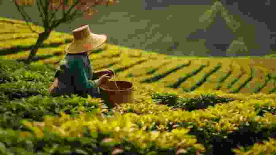 Marvel at tea plantation sightings