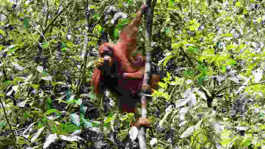 orang utan