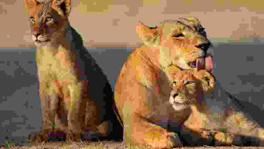 Witness the majestic lions of Serengeti National Park