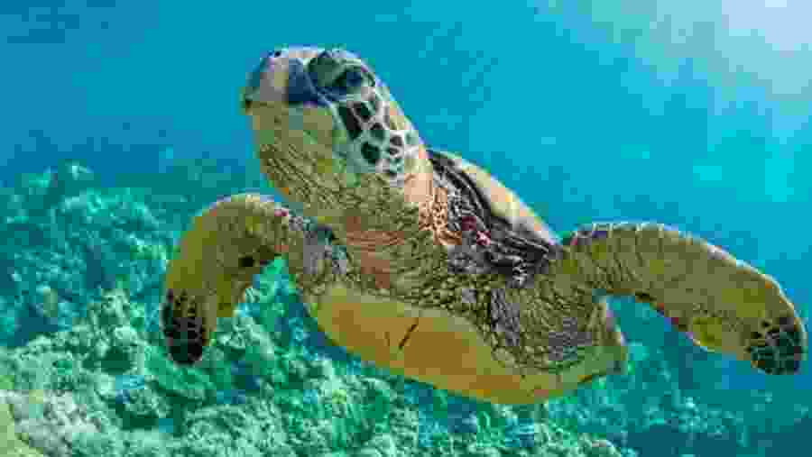 Underwater Marine life