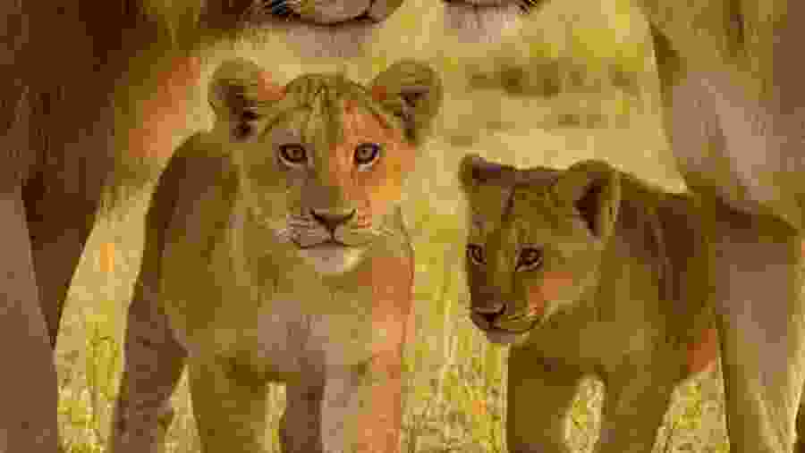 African Lions
