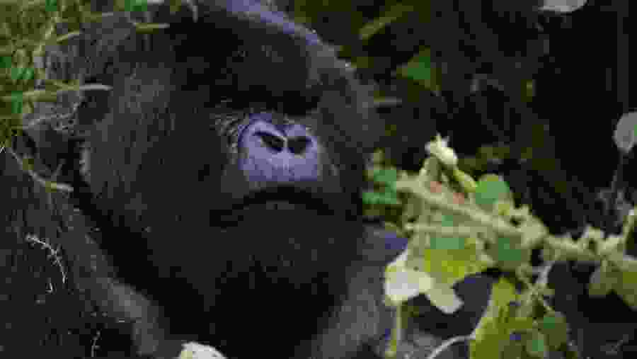 Witness the African wildlife