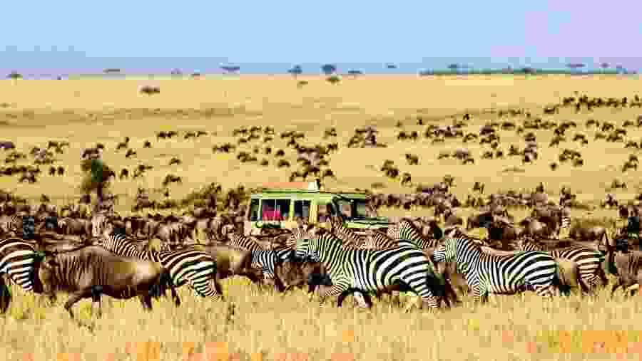 Game Drive Scenes in Masai Mara, Kenya