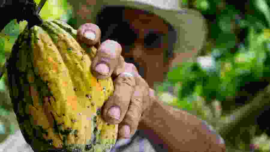Cacao Experience
