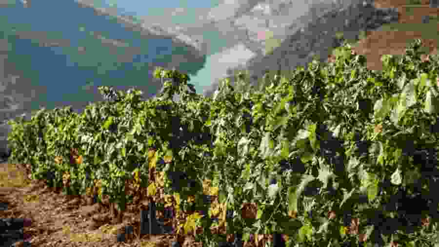 Walk along the vineyards of Douro