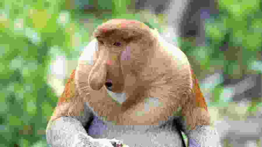 Proboscis Monkey