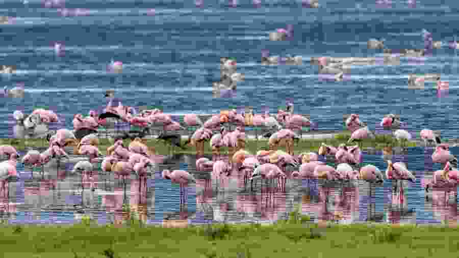 Flamingoes