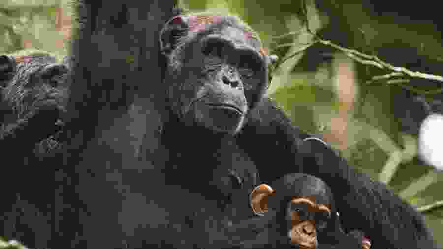 Chimpanzee with their baby