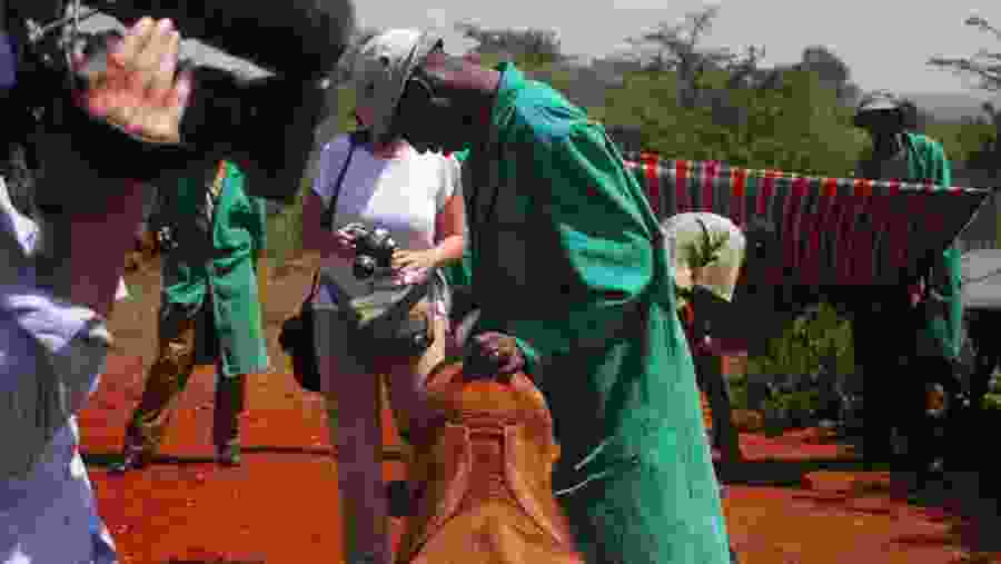 Feeding Elephants at the David Sheldrick Center
