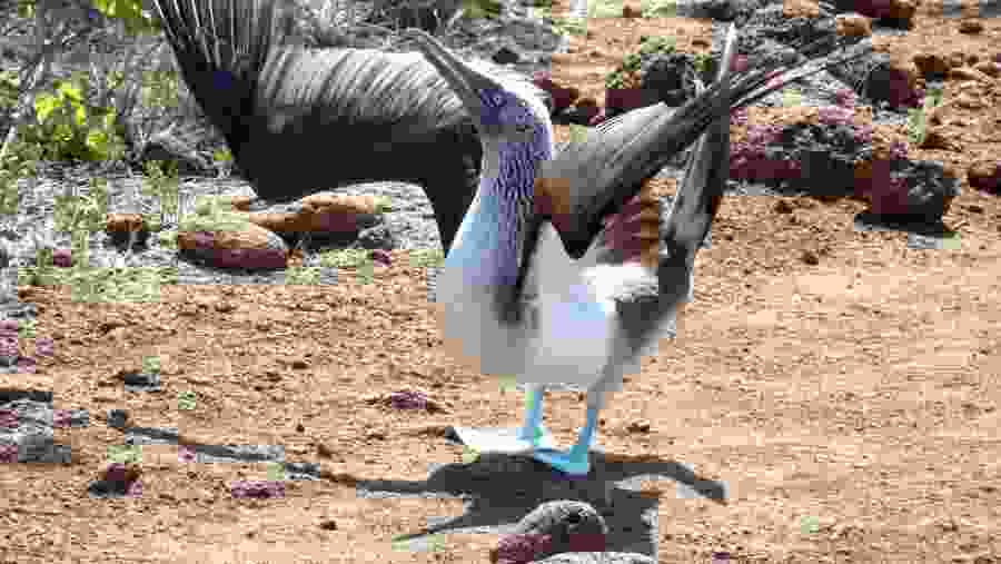 Blue-footed booby