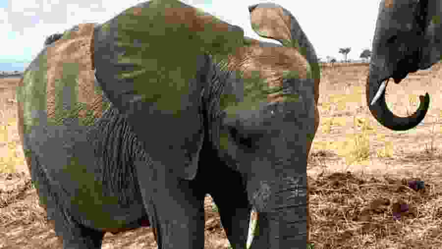 Elephants seen on safari
