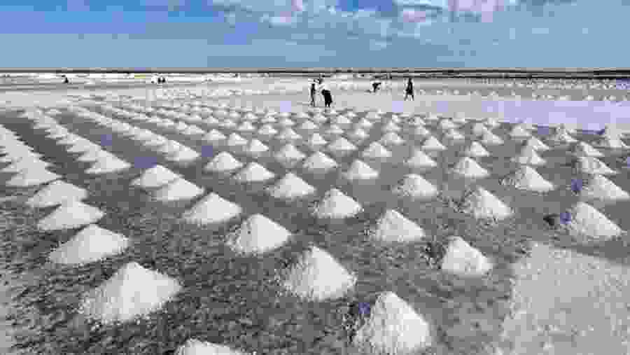 Salt fields