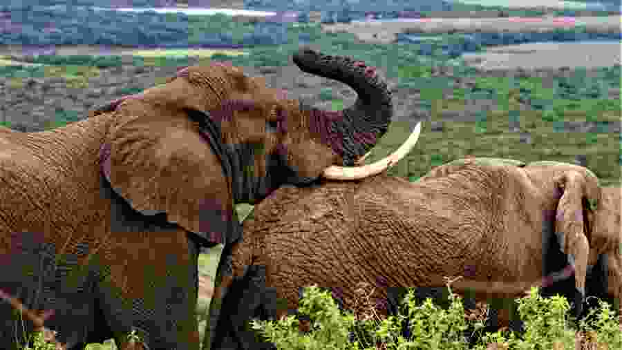 Elephant Sighting at Kruger National Park