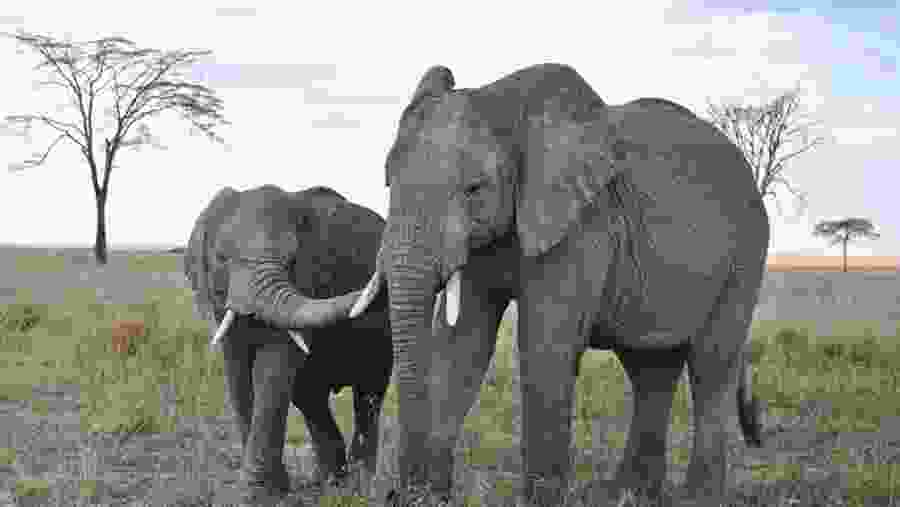 Animal Encounter