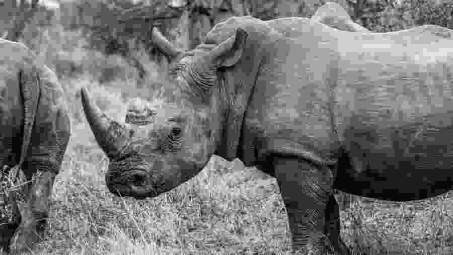 Witness the African wildlife