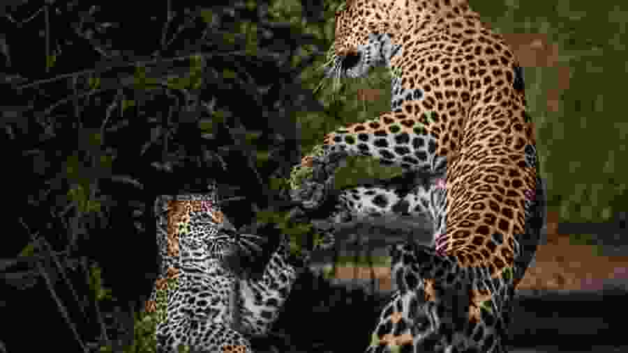 Javan leopard